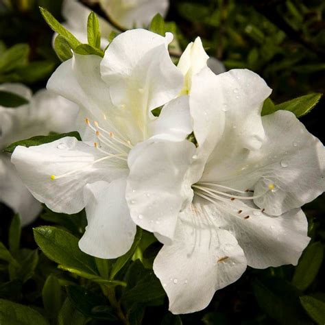 Autumn Ivory Encore Azaleas For Sale | The Tree Center