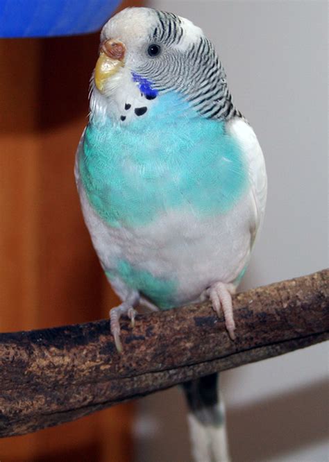 Budgie Parakeet Colors, Varieties, Mutations, Genetics