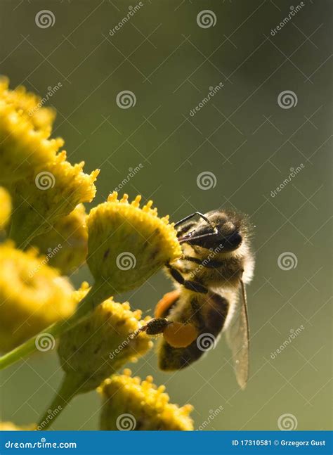 Apis mellifera stock image. Image of pollinate, mellifera - 17310581