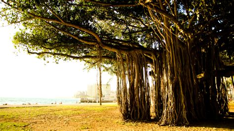 Banyan Tree: Nature's Healing and Blessing to Hinduism