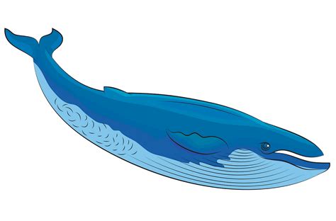 Little Light Blue Whale Clip Art At Clker Com Vector - vrogue.co