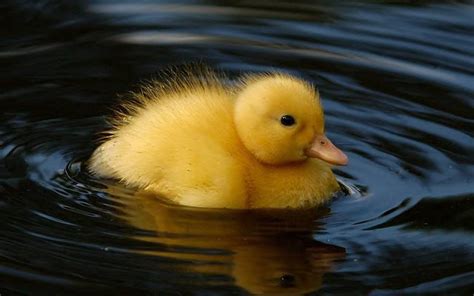 Baby Duck Wallpapers - Wallpaper Cave