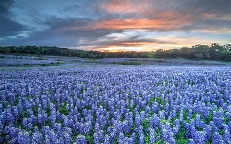 Texas Bluebonnets wallpapers, Earth, HQ Texas Bluebonnets pictures | 4K ...