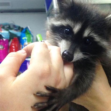 THIS RACCOON IS THE BEST VET ASSISTANT EVER-Has A Special Ability To ...