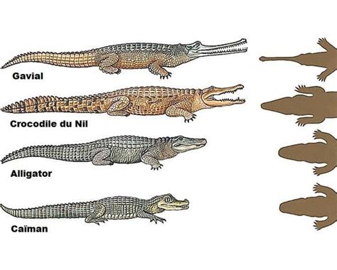 The differences between a crocodile, a caiman, and an alligator - Awesome | Caiman, Wild animals ...