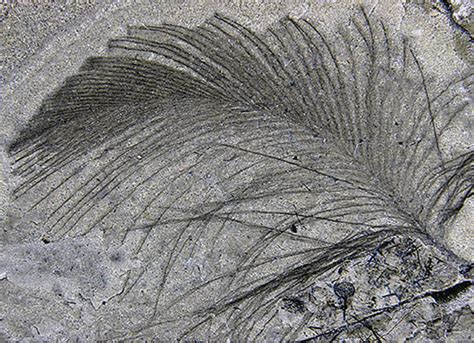 Paleontologists Find Fossilized Feathers of Cretaceous Polar Dinosaurs ...