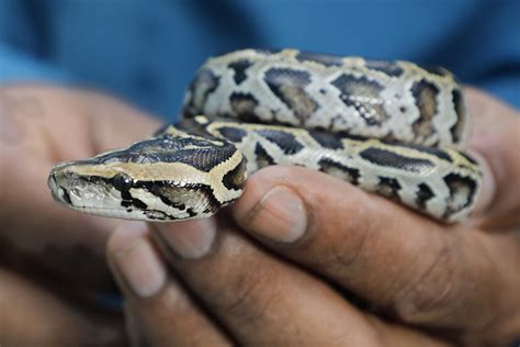 What Do Baby Ball Pythons Eat? - Feeding Nature