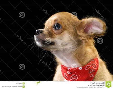 Chihuahua Bandanas