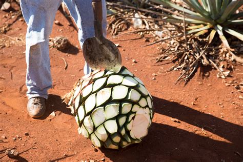 The Rule to Live By: Always Drink 100% Blue Agave Tequila