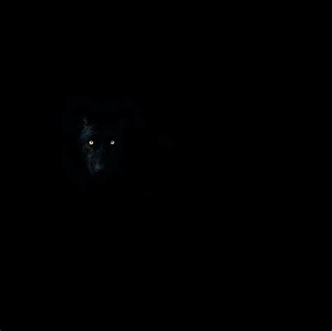 wallpaper wolf, eyes, darkness, dark, animal HD : Widescreen : High Definition : Fullscreen