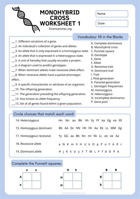 Monohybrid Cross Worksheet