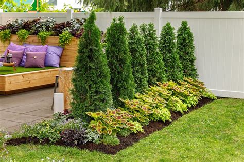 North Pole® - Arborvitae - Thuja occidentalis | Front yard landscaping ...