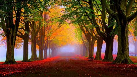 park, 5k, 4k wallpaper, 8k, autumn, beautiful, leaves, trees (horizontal) | Tree hd wallpaper ...