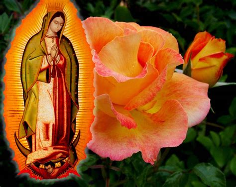 Download Virgen De Guadalupe Orange Rose Wallpaper | Wallpapers.com
