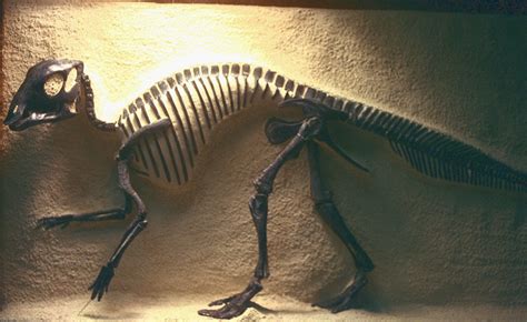 Introduction to the Ornithopoda | Paleontology, Dinosaur, Fossils