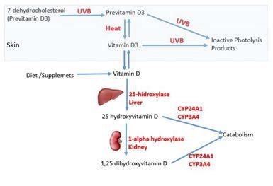 Vitamin D Metabolism | IntechOpen