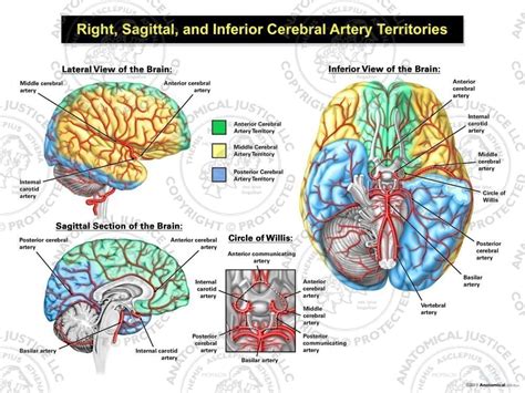 Anterior Cerebral Artery