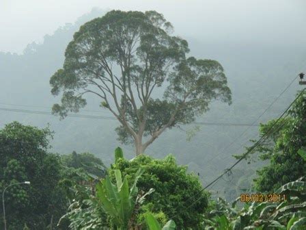 Sarawakiana@2: The Special Tapang Tree of Serian