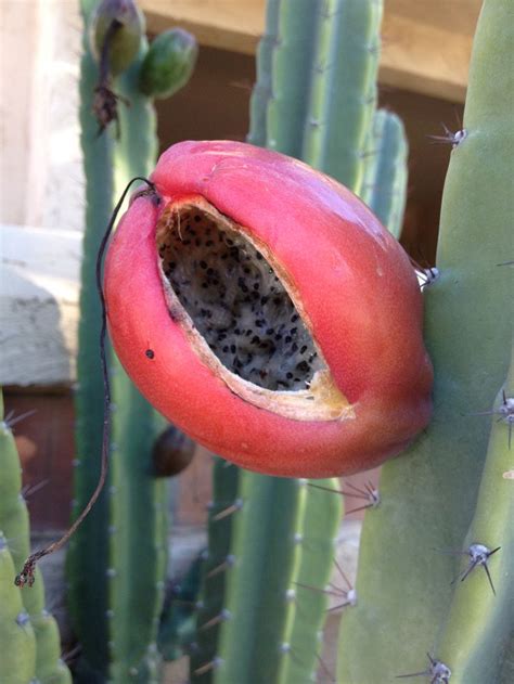 Cactus seed pod | Cactus seeds, Seed pods, Seeds