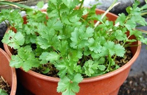 Growing Coriander At Home - Indoindians.com