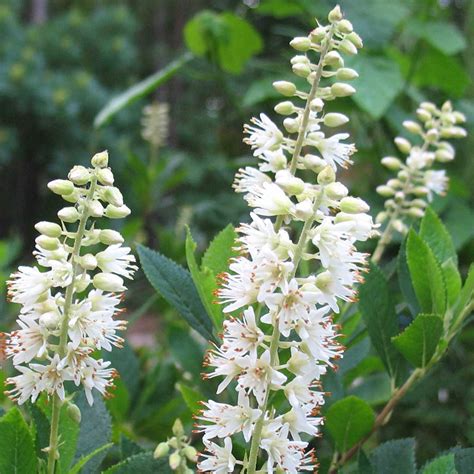 Hummingbird Clethra - Summersweet