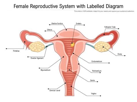 Diagram Of Female Reproductive System Poster Singapore | lupon.gov.ph