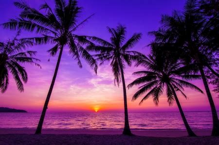 Purple sunset - Paradise Wallpapers and Images - Desktop Nexus Groups