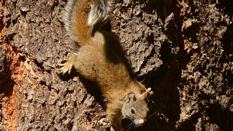 Endangered Mount Graham red squirrel population growing