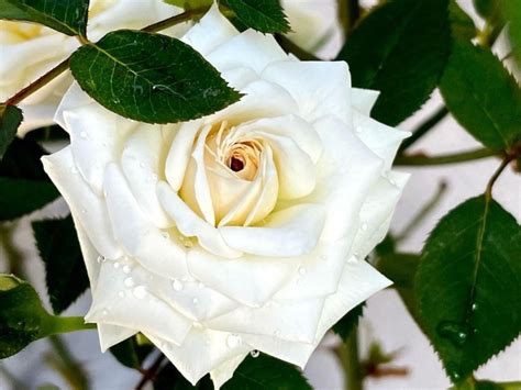 15 Types Of Miniature Roses By Color - SONG OF ROSES