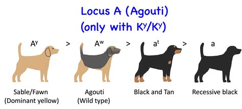 What Is The Recessive Color For Dogs