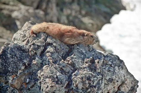 Olympic Marmot - Facts, Diet, Habitat & Pictures on Animalia.bio