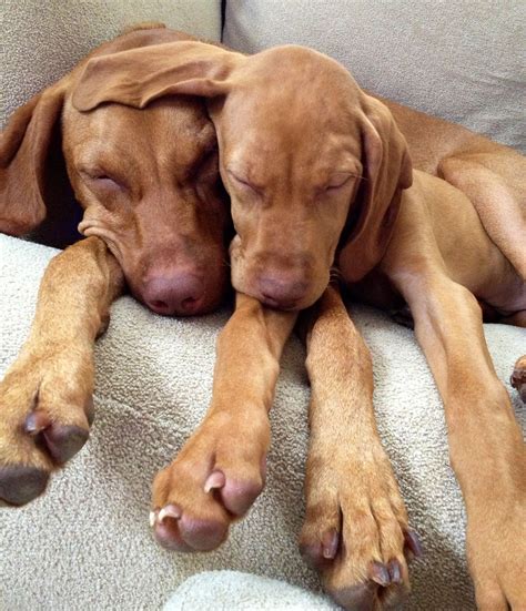 Vizslas. Prob my next dog