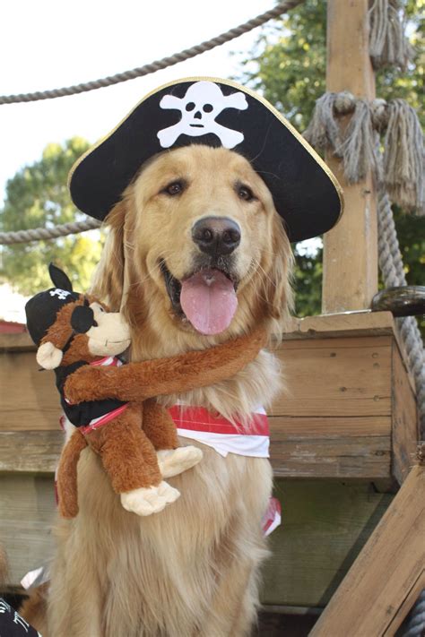 Pirate pup Golden Retriever Halloween Costumes, Best Dog Halloween Costumes, Cute Costumes, Dog ...