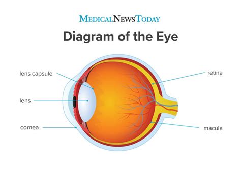 Cataract surgery: Types, what to expect, and recovery