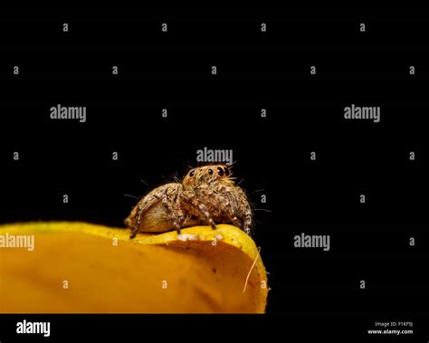 jumping spider on yellow leaf close up Stock Photo - Alamy