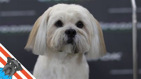 Lhasa apso - Full dog grooming - YouTube