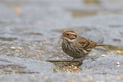 Little Bunting | Bird pictures, Wild birds, Birds