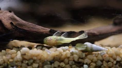 Closeup of Bristlenose catfishes in the ... | Stock Video | Pond5