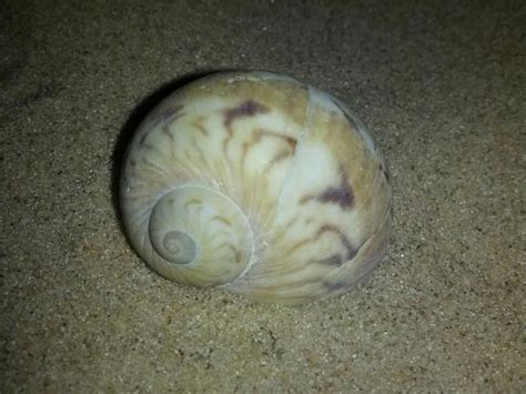 Colorful Moonshell found on Sanibel Island Nov 2012 | Shell beach, Sanibel island, Sea shells