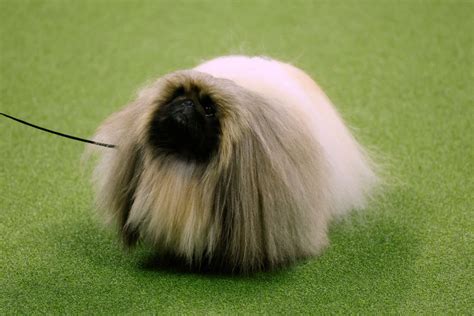 10 Cute Photos From the Westminster Dog Show That You May Have Missed