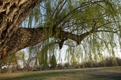 Question: Weeping Willow Tree Losing Leaves - Will It Die? | Purdue ...