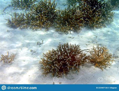 Staghorn Coral Across the Sandy Ocean Bottom Stock Photo - Image of ...