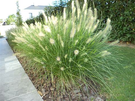 Siergras - Pennisetum alopecuroides | Siergras, Tuin, Tuinplanten