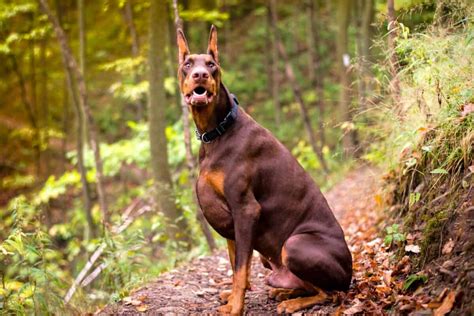 Brown Doberman: Breed Info, Pictures, Genetics & Facts