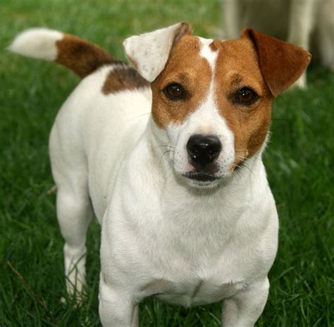 Norfolk Terrier vs Irish Jack Russell - Breed Comparison