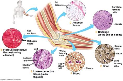 areolar connective tissue labeled mast cells - Google Search | Loose connective tissue, Body ...