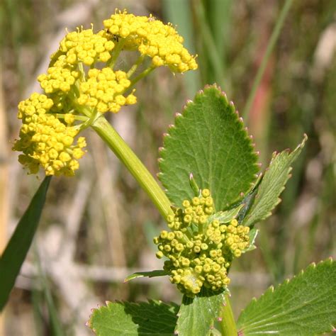 Heart-leaved Alexander | Prairie Pollination