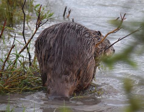 Beaver Tail Photograph by Lynn Connors | Pixels