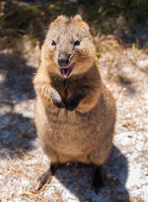 Facts about Quokkas - The Facts Vault