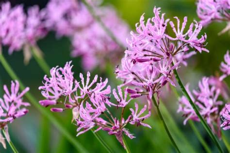 Nerine: how to care for & grow Guernsey lilies - Plantura